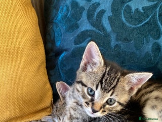 Mixed Breed cats Adorable mixed breed siblings!🥺 - Advert 3