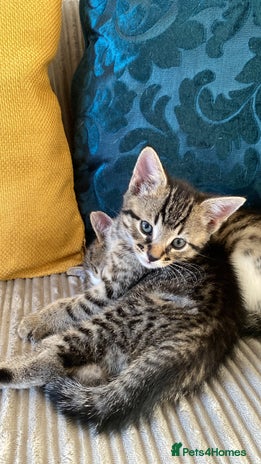 Mixed Breed cats Adorable mixed breed siblings!🥺 - Advert 2