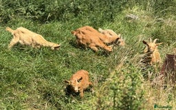 Goats livestock for sale: Royal Golden Guernsey adults, kids + yearlings - Image 7