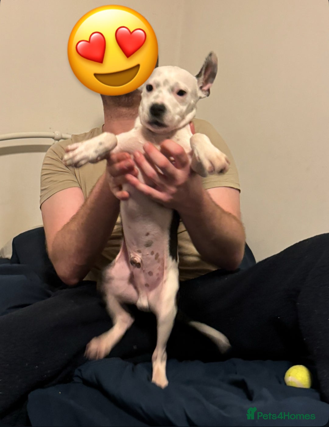 Staffordshire Bull Terrier dogs for sale: Staffordshire Bull Terrier Male Puppy - Image 11