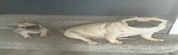 Chug dogs for sale: Gorgeous Baby Chug Chihuahua Pug  in Sandown - Advert 4