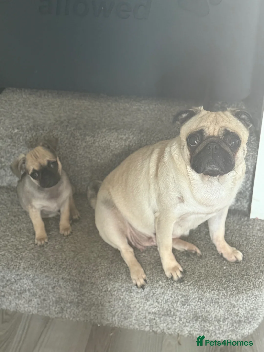 Chug dogs for sale: Gorgeous Baby Chug Chihuahua Pug  in Sandown - Advert 4