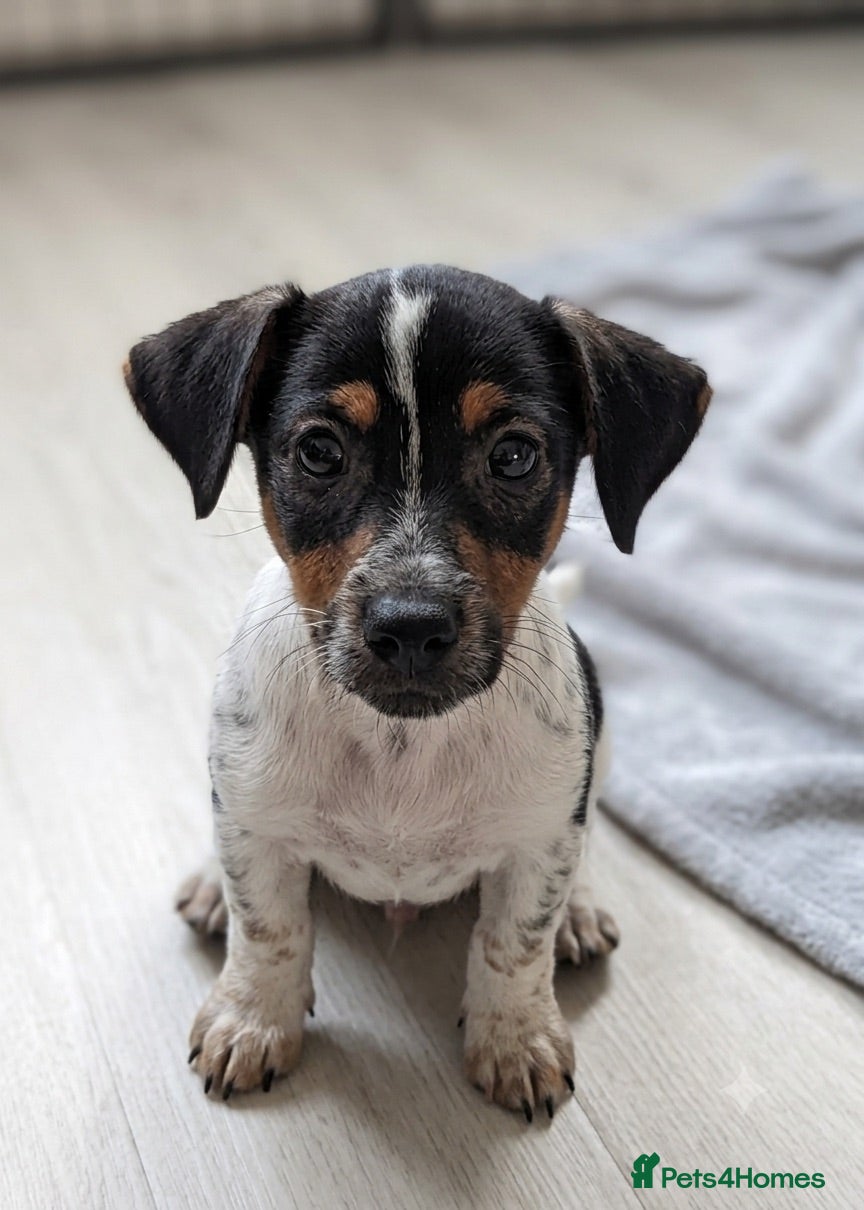 Jack Russell dogs Jack Russell puppies - Advert 7