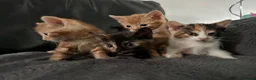 Mixed Breed cats for sale: Kittens ready now  - Advert 5