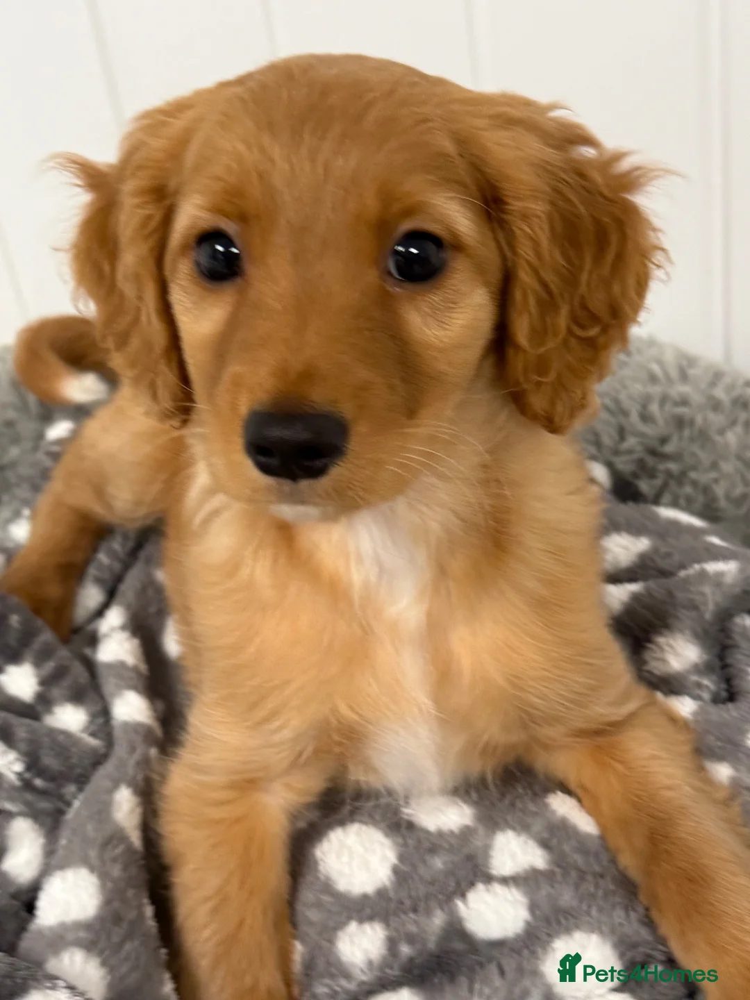 Cavapoo dogs for sale: F1 Cavapoo Puppies in Glasgow - Advert 7