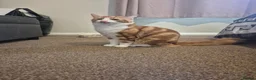 Ragdoll cats for sale: Ragdoll cross boys !!!! in Rotherham - Advert 15