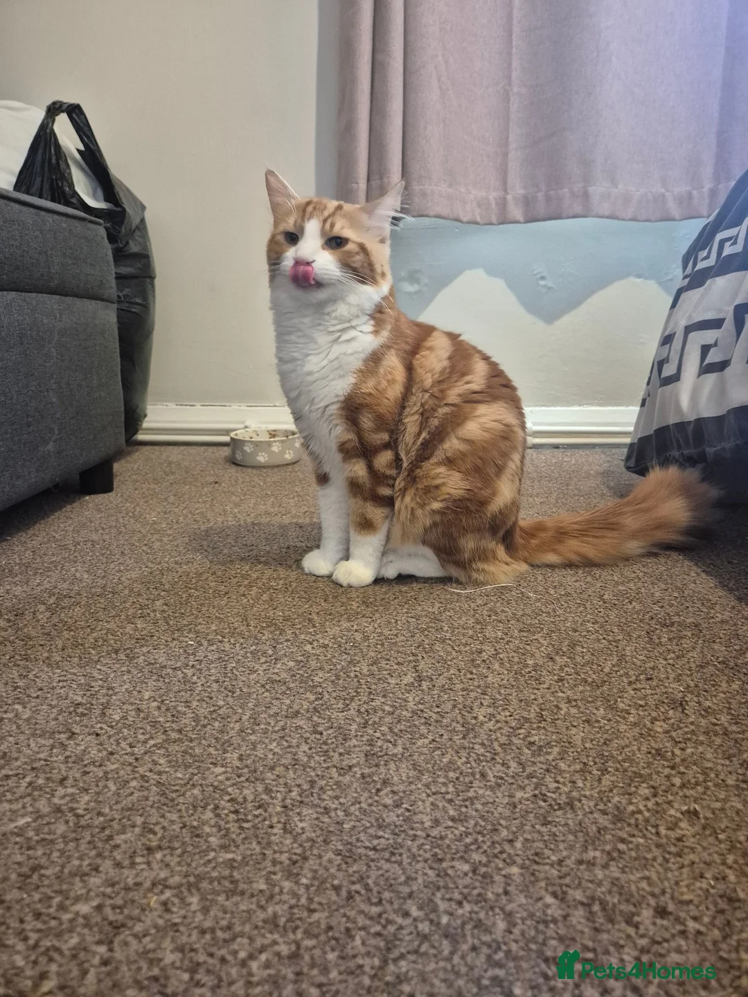 Ragdoll cats for sale: Ragdoll cross boys !!!! in Rotherham - Advert 15