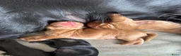 Cocker Spaniel dogs for sale: Working Cocker Spaniel Puppies - Advert 11