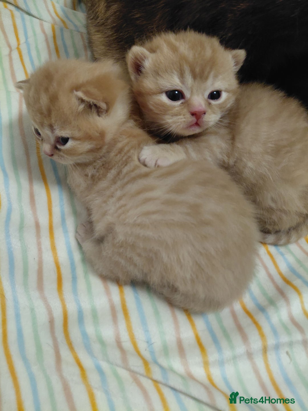 British Shorthair cats for sale: British shorthair kittens  - Advert 3