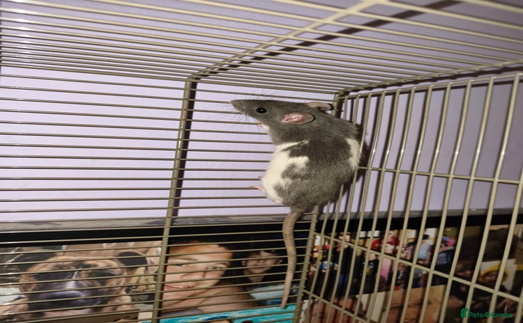 Rat rodents - Advert 11