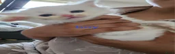 Mixed Breed cats for sale: Kittens  - Advert 3