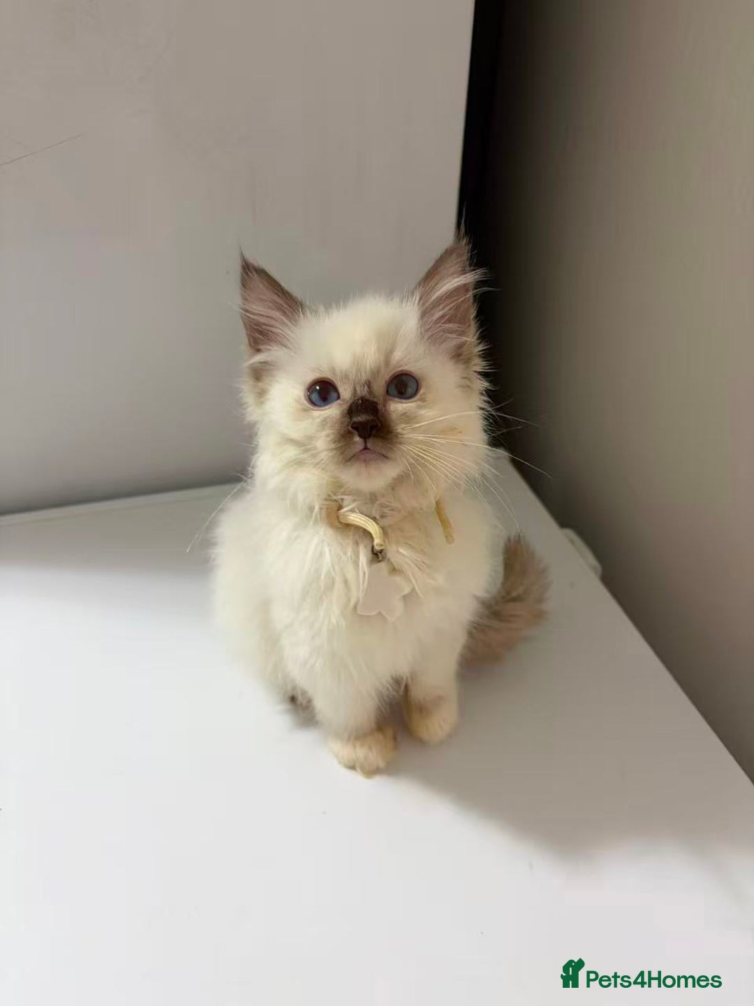 Ragdoll cats for sale: 8 Ragdoll cats for sale - Advert 21