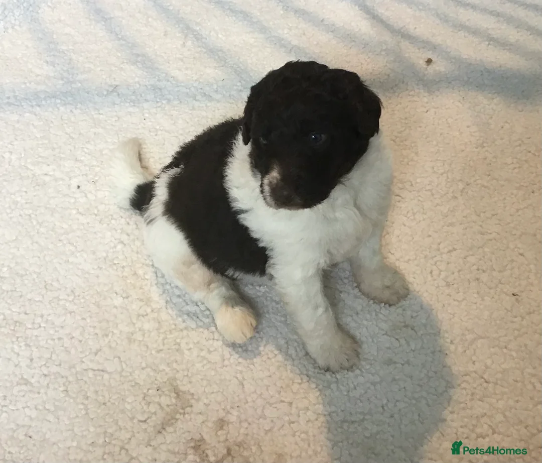 Newfypoo dogs for sale: AMAZING STANDARD NEWFYPOO BEARS - Advert 2