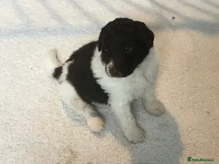 Newfypoo dogs AMAZING STANDARD NEWFYPOO BEARS - Advert 1