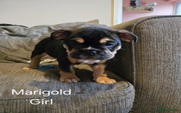 Mixed Breed dogs for sale: Tri English bulldog French mix (frenglish) - Image 7