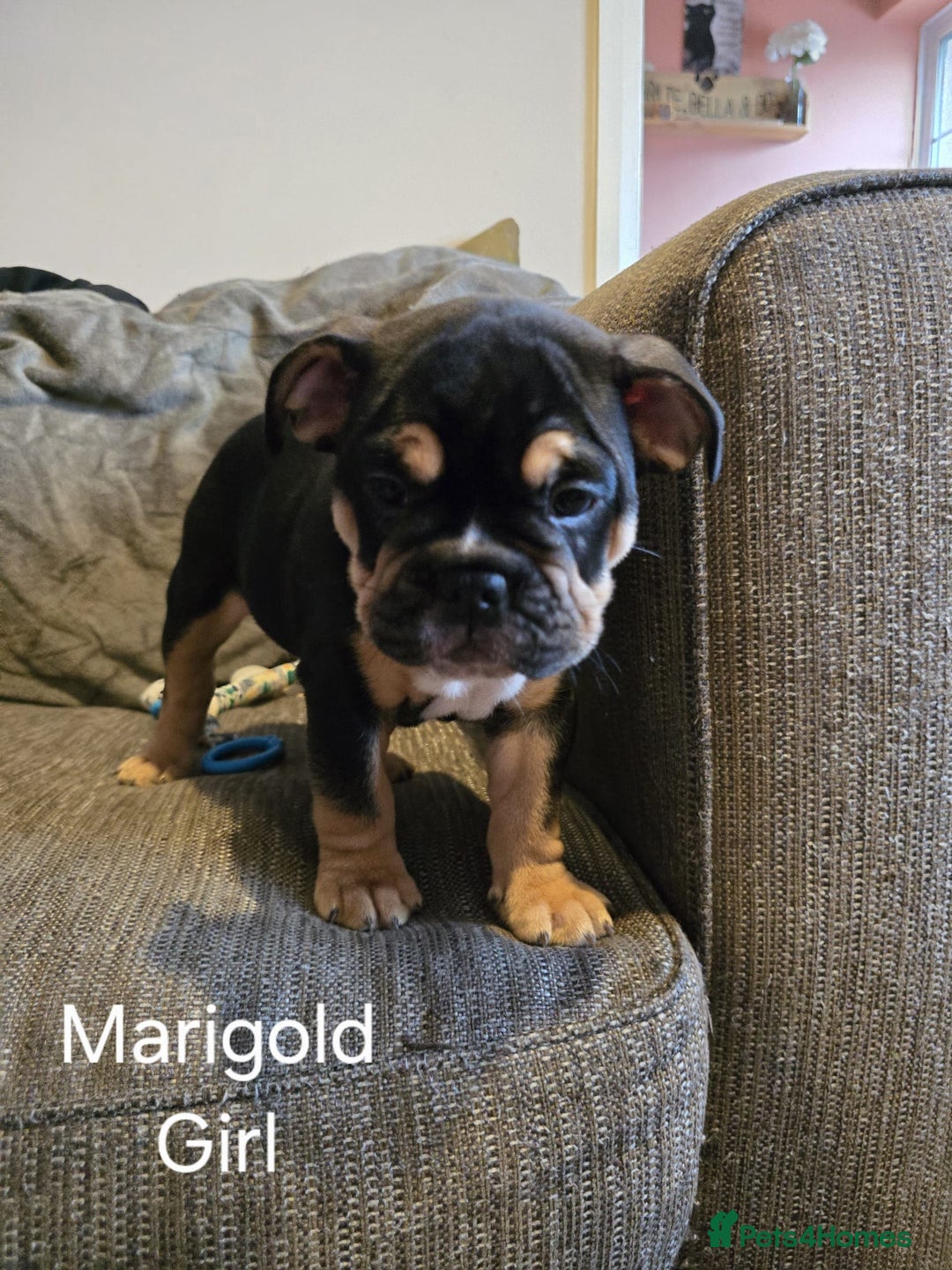 Mixed Breed dogs for sale: Tri English bulldog French mix (frenglish) - Image 7