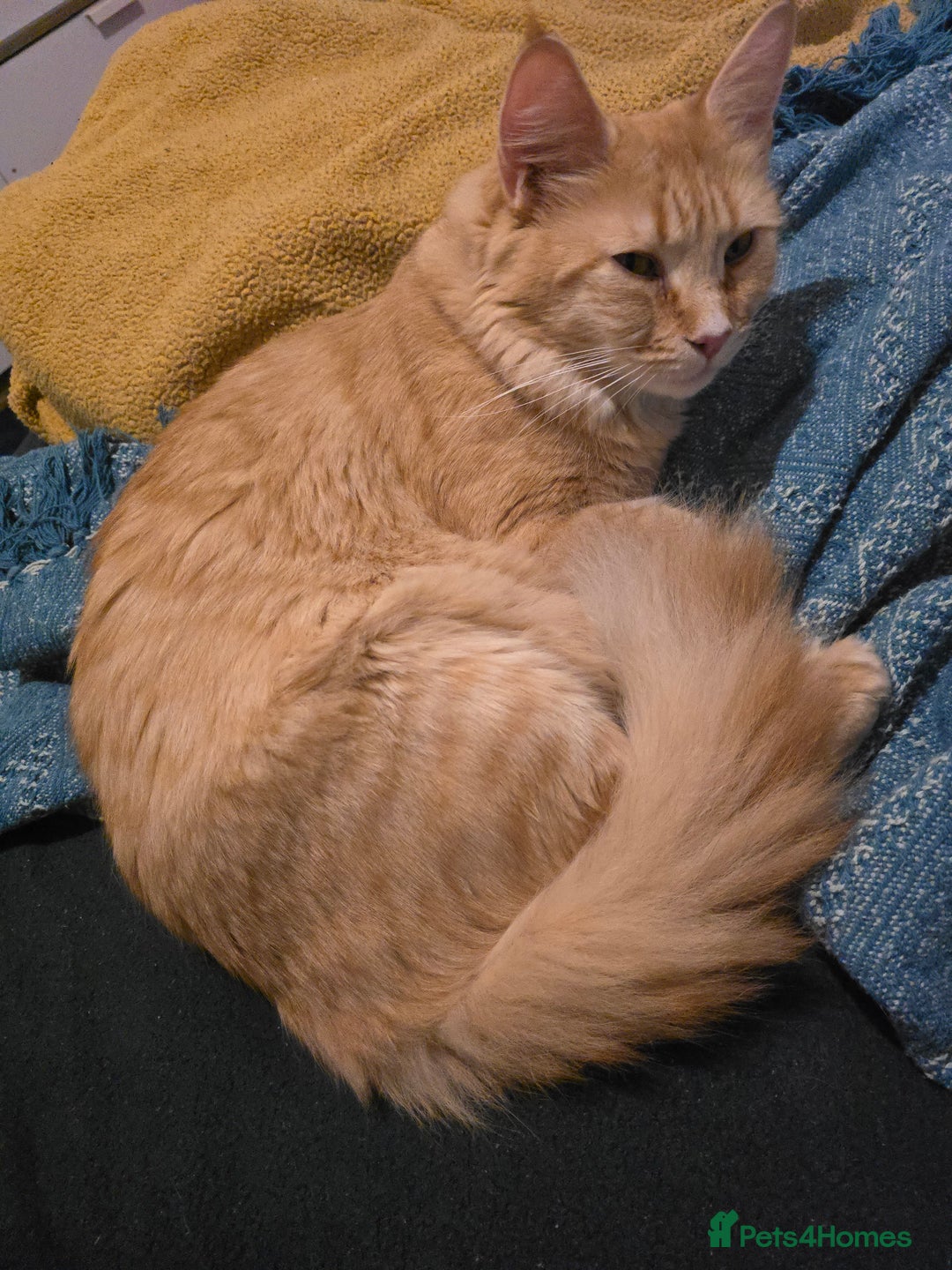 Maine Coon cats for sale: Chunky TICA registered Maine Coon Kittens - Advert 23