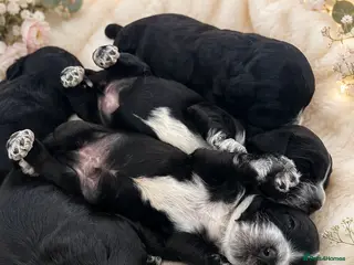 Cockapoo dogs Black and white tuxedo puppies - Advert 3