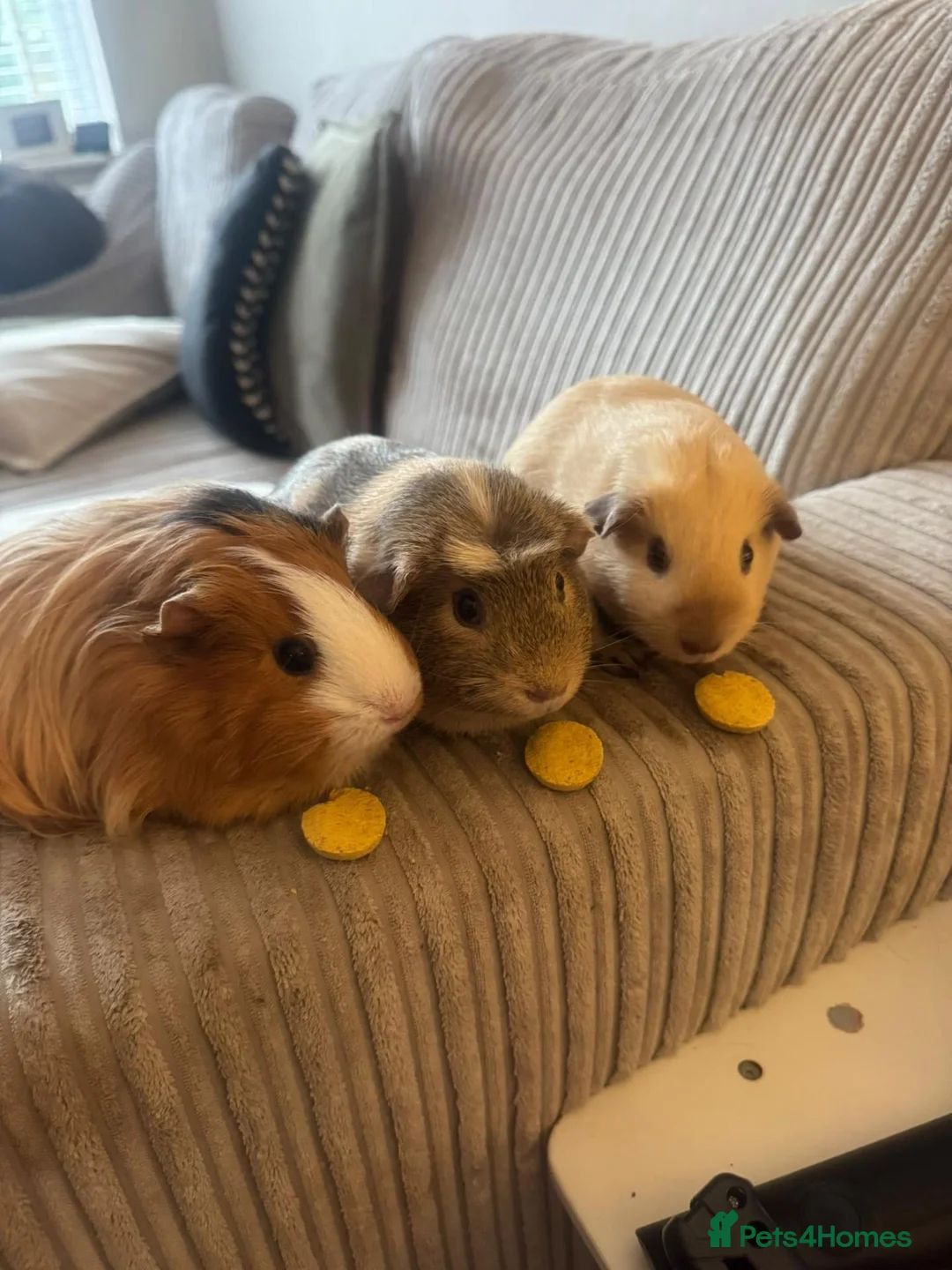 Guinea Pig rodents for sale: 3 female guinea pigs for sale  in Darwen - Advert 1