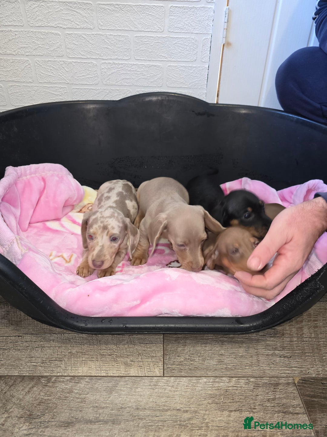 Dachshund dogs for sale: 4 beautiful dachshund boy puppies  - Advert 16