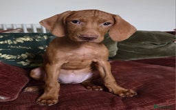 Hungarian Vizsla dogs for sale: One Girl Left-Hungarian Vizsla Pup - Image 13