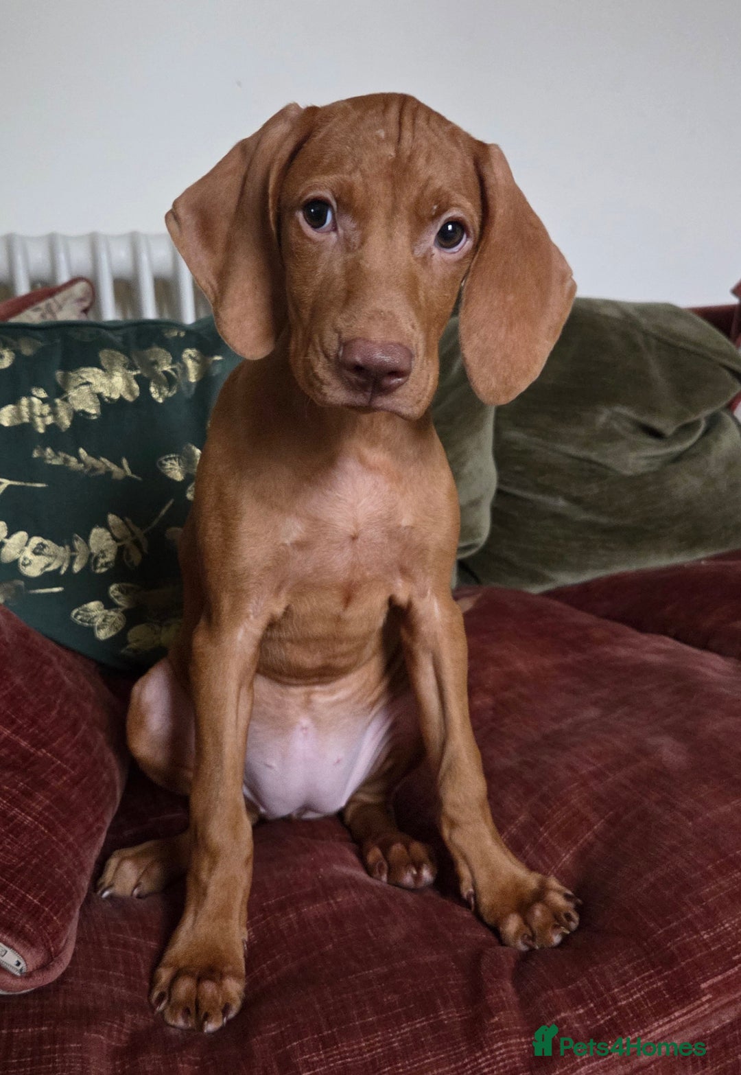 Hungarian Vizsla dogs for sale: One Girl Left-Hungarian Vizsla Pup - Image 13