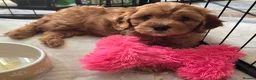 Miniature Poodle dogs for stud: Poodle for stud duties - Advert 3