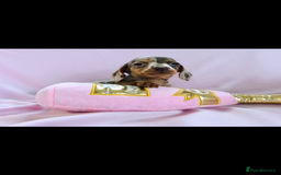 Miniature Dachshund dogs for sale: True miniature’s dapples & chocolate 🤎 - Image 2