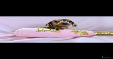 Miniature Dachshund dogs - Advert 6