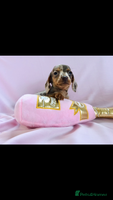 Miniature Dachshund dogs - Advert 6