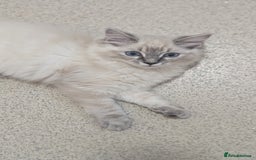 Ragdoll cats for sale: Beautiful blue lynx girlie.  - Image 14