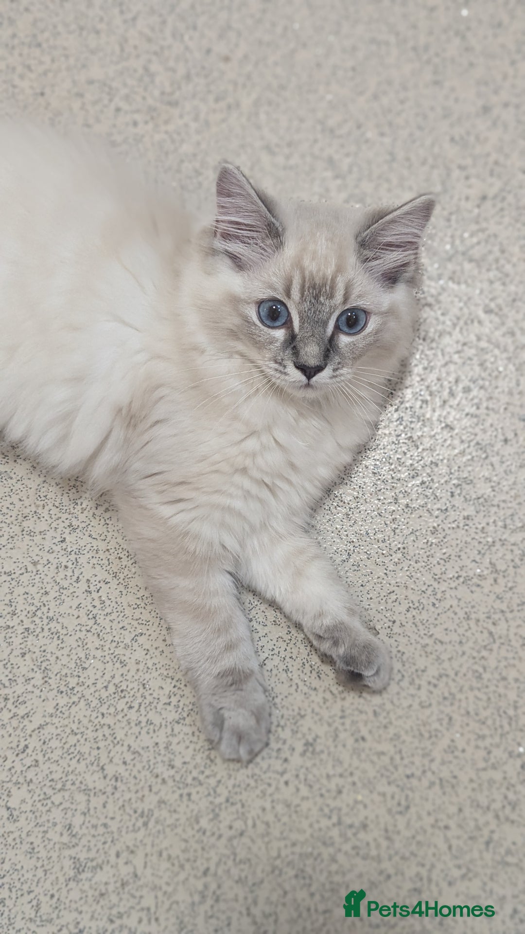 Ragdoll cats for sale: Beautiful blue lynx girlie.  - Image 14