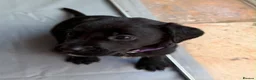 Labrador Retriever dogs for sale: Gorgeous Black Labrador pups for sale - Advert 13