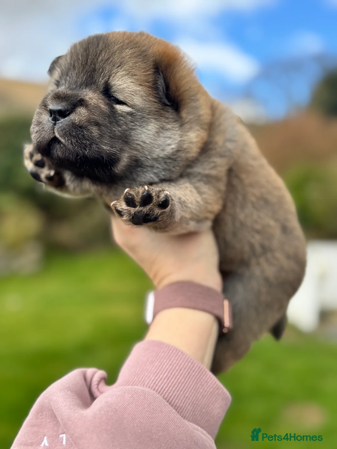 Chow Chow dogs for sale: KC chow chow puppies  - Advert 2