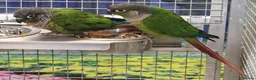Parrots birds for sale: Birds/Parakeets/Parrots/Amazons  - Advert 3