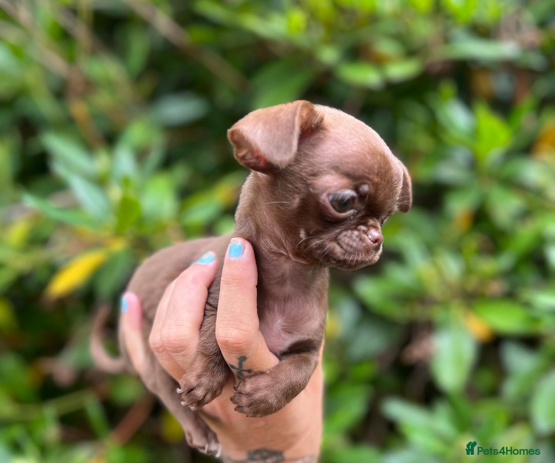 Chihuahua dogs for sale: *READY NOW* SOLID CHOCOLATE BOY - Image 6