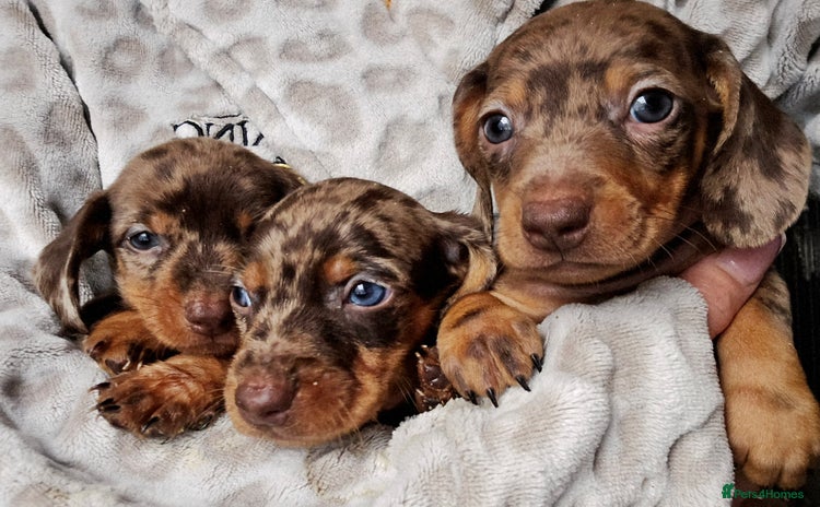 Miniature Dachshund dogs - Advert 1