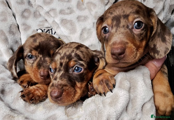 Miniature Dachshund dogs - Advert 6