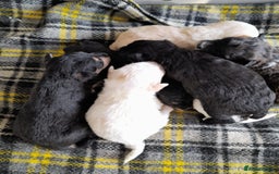 Jackapoo dogs for sale: Stunning Litter F1 JACKAPOO + Big Puppy Pack  - Image 7