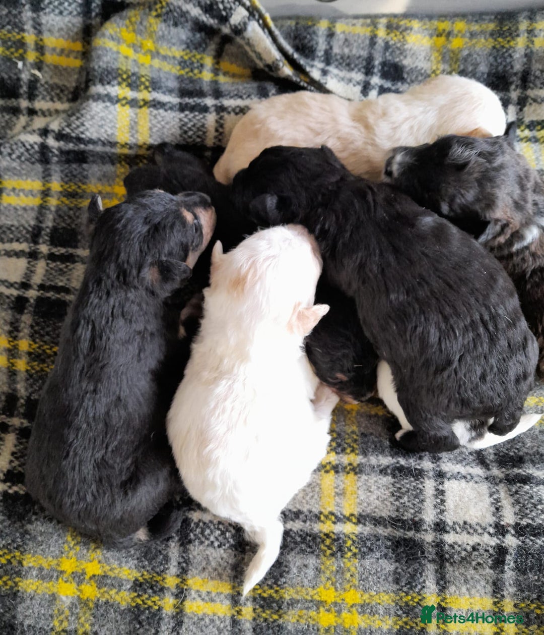 Jackapoo dogs for sale: Stunning Litter F1 JACKAPOO + Big Puppy Pack  - Image 7