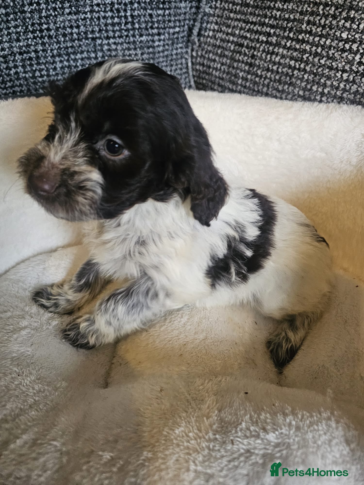 Cockapoo dogs Cockerapoo puppies F1 ( 3,girls - 1,boy ) - Advert 4