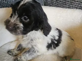 Cockapoo dogs Cockerapoo puppies F1 ( 3,girls - 1,boy ) - Advert 4