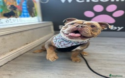 Olde English Bulldogge dogs for stud: LILAC TRI CARRYING FLUFFY - Image 6
