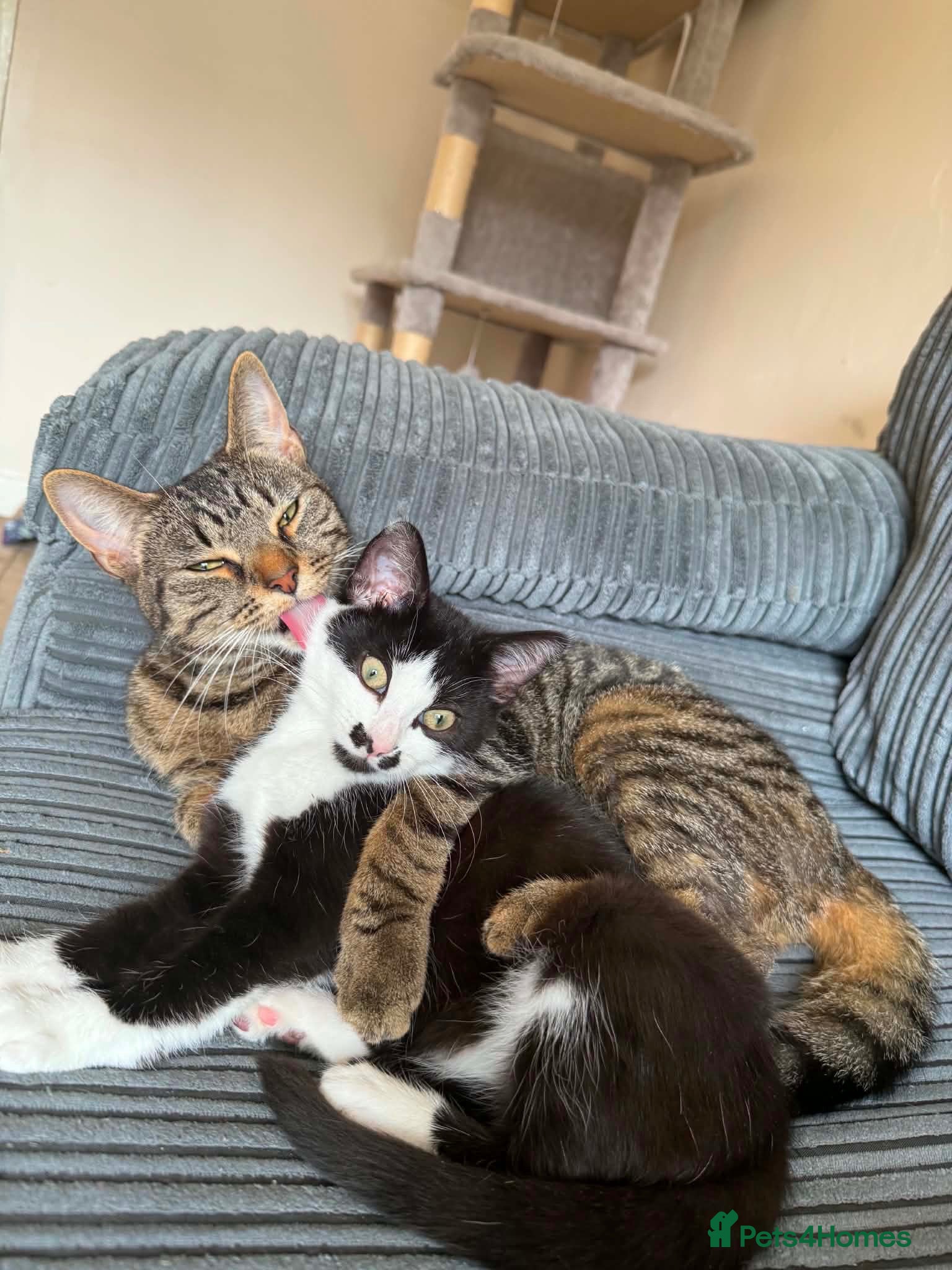 Mixed Breed cats Cats  - Advert 1