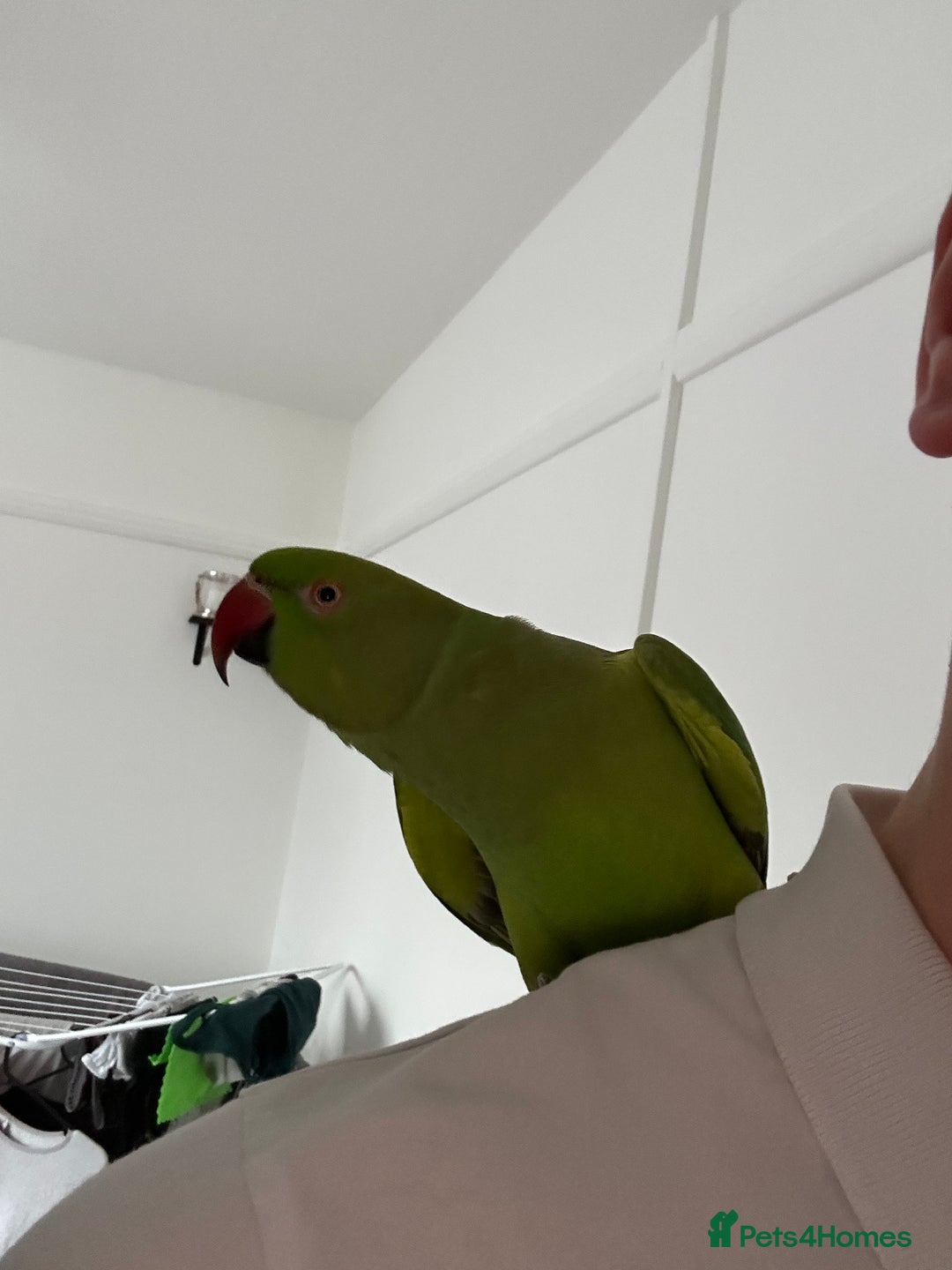 Ringnecks birds for sale: Female Indian ringneck.  - Advert 1