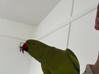 Ringnecks birds Female Indian ringneck. - Advert 1