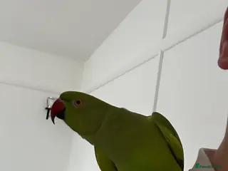 Ringnecks birds Female Indian ringneck. - Advert 10