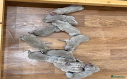 Labrador Retriever dogs for sale: Outstanding KC Registered Silver Labrador Puppies - Image 16