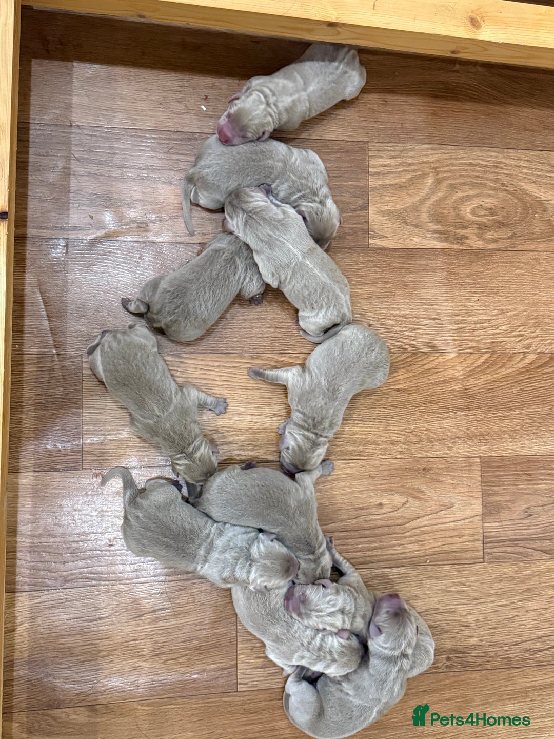 Labrador Retriever dogs for sale: Outstanding KC Registered Silver Labrador Puppies - Image 16