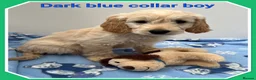 Mini Goldendoodle dogs for sale:  VETCHECKED✅STUNNING F1 MINIATURE GOLDENDOODLES 🐶 - Advert 2